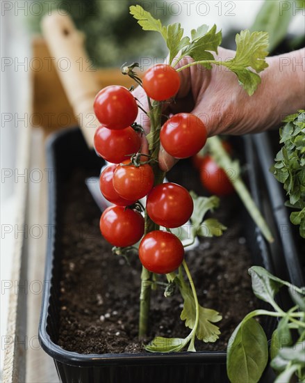 Side view woman planting tomatoes soil