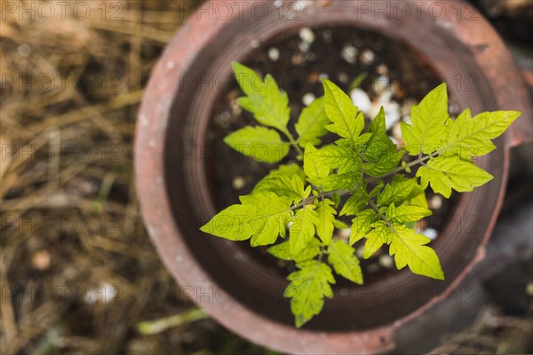 Top view sprouting plant pot