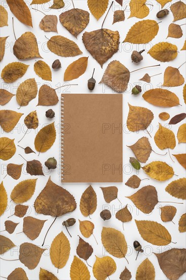 Leaves acorns around notebook