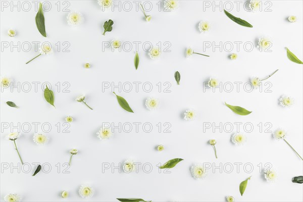 Overhead view chrysanthemum leaves spread white background