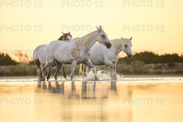 Camargue horses walking through the water at sunrise