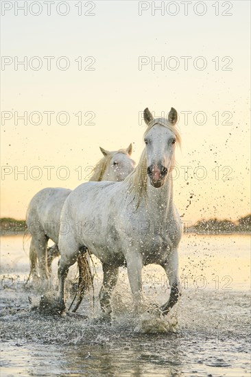 Camargue horses walking through the water at sunrise