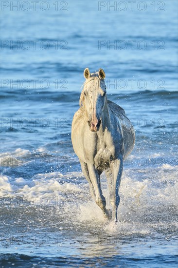 Camargue horses running out of the sea on a beach in morning light