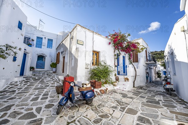 Blue Vespa with cats