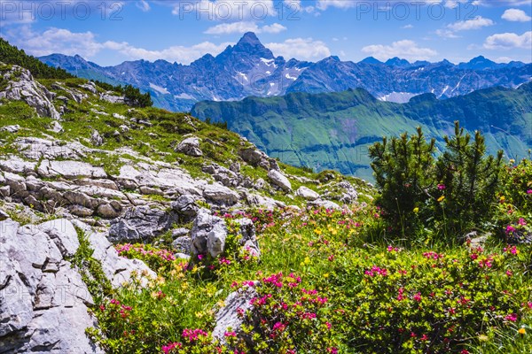 Alpine rose blossom