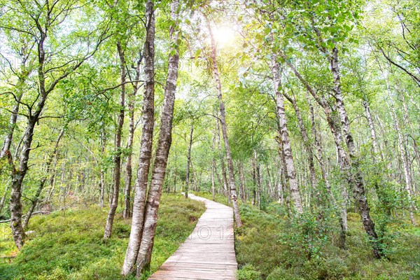 Bog birch