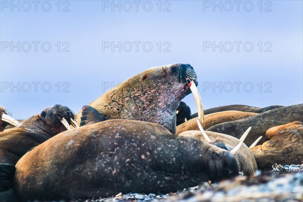 Group of Walruses lying on a beach in Svalbard