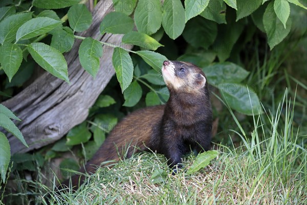 European polecat