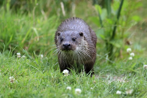 European otter