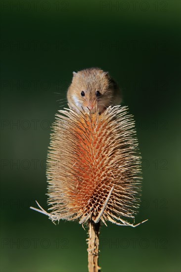 Eurasian harvest mouse