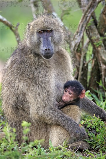 Bear baboon