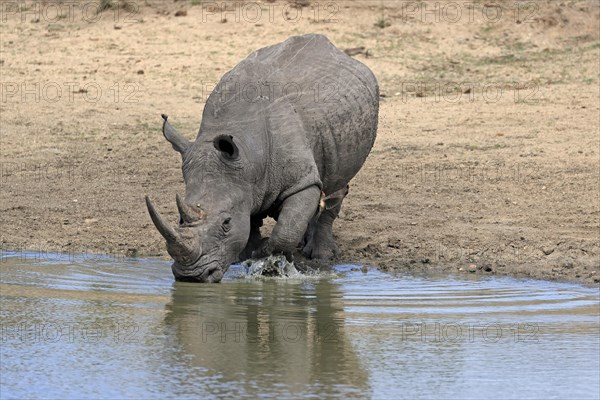 White rhinoceros