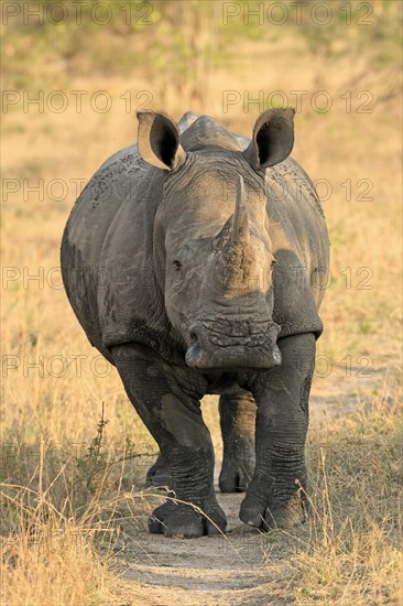 White rhinoceros