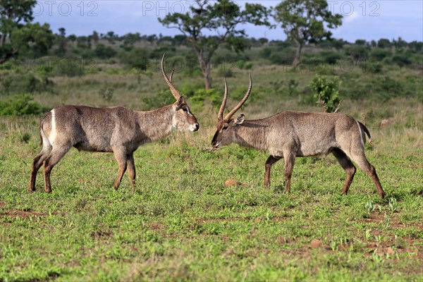 Ellipsen waterbuck