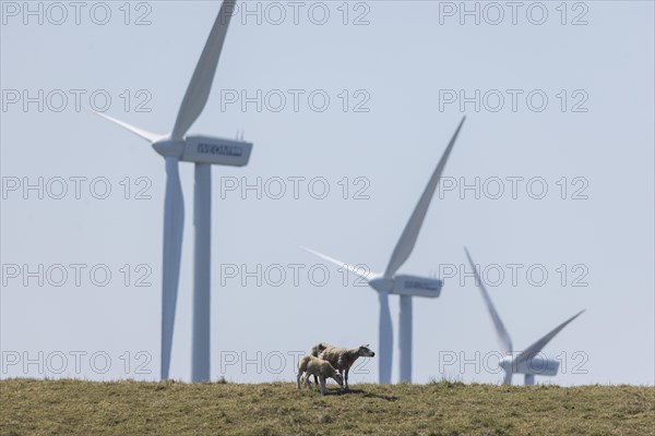 Sheep standing on a dike by the sea in front of wind turbines for wind energy