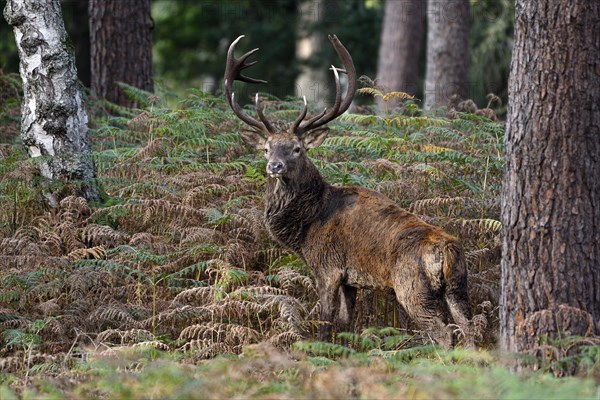 Red deer