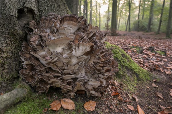 Large mushroom on beech trunk