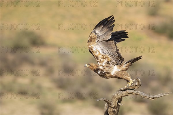 Tawny Eagle