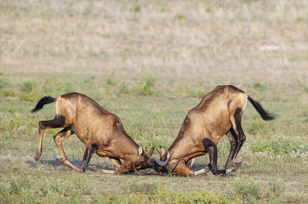 Red Hartebeest