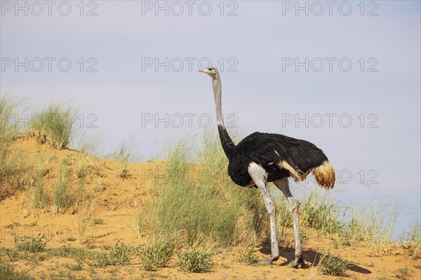 Ostrich