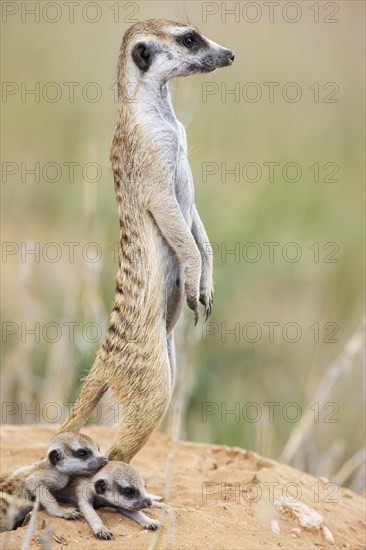 Suricate