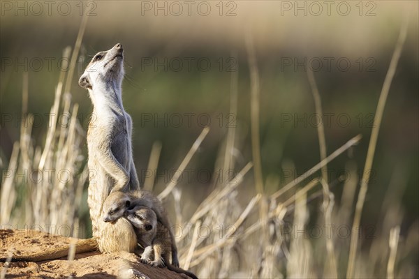 Suricate