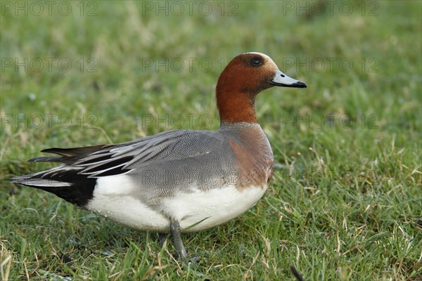 Eurasian wigeon