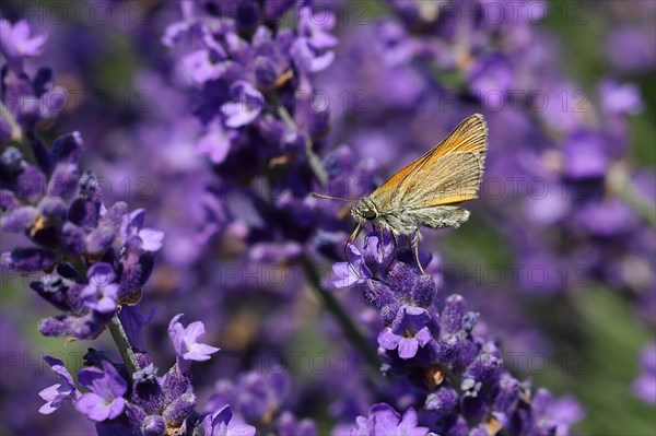 Large skipper