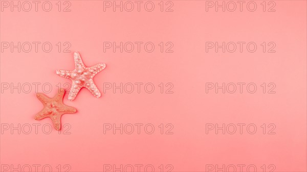 Two starfish coral background with copy space