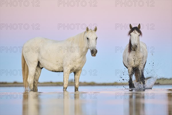 Camargue horses standing in the water at sunrise