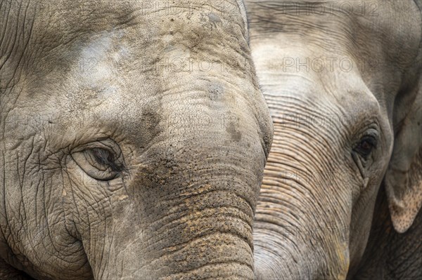 Two Asian elephant