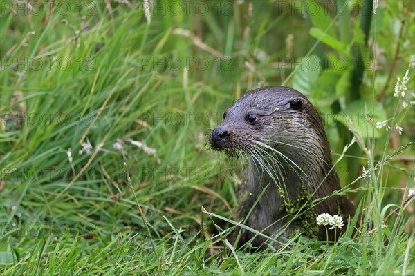 European otter