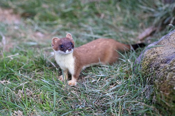 Ermine