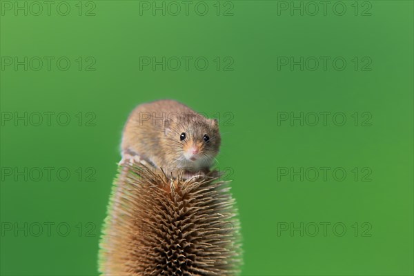 Eurasian harvest mouse