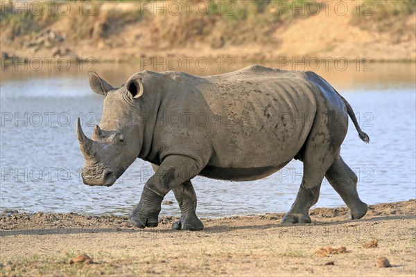 White rhinoceros