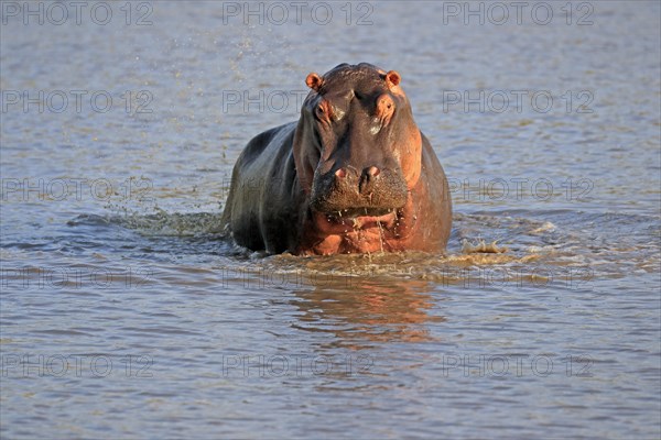 Hippopotamus