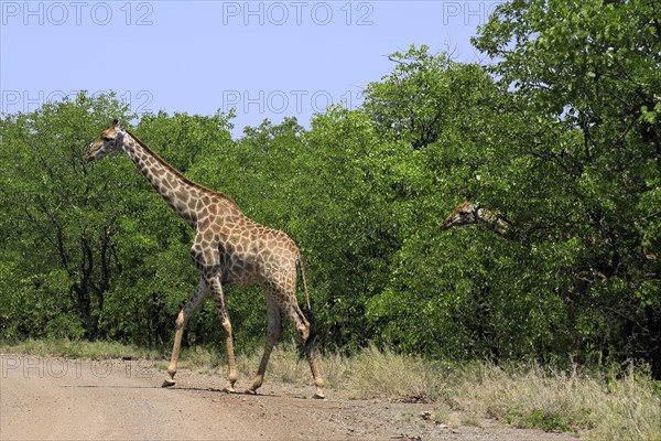 Southern giraffe