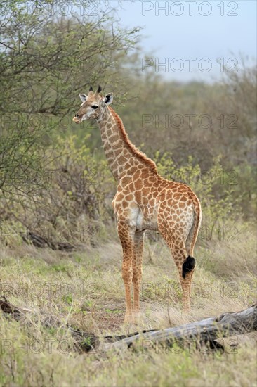 Southern giraffe