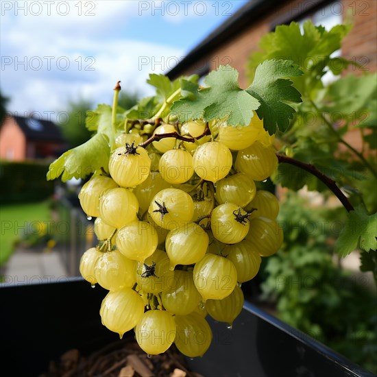 Gooseberries