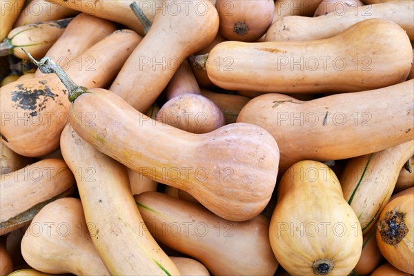 Pile of long Butternut pumpkins