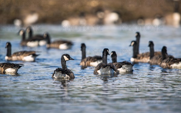 Canada Goose