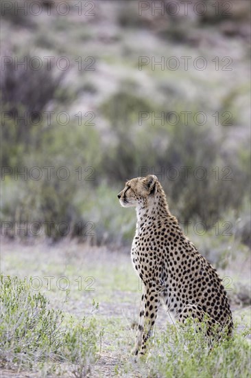 Cheetah