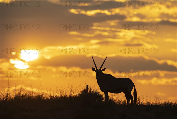 Gemsbok