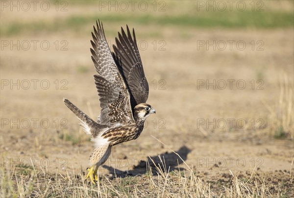 Lanner Falcon