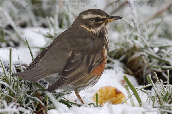 Redwing