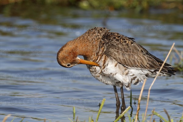 Black-tailed Godwit