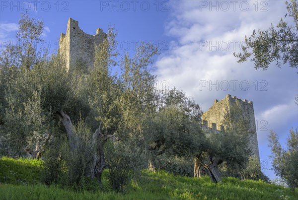 Ancient olive trees and city wall of