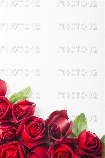 Rose decoration bottom white background