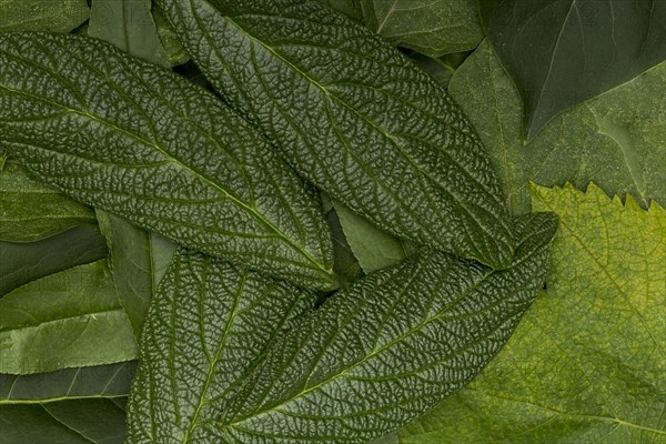 Botanical variety leaves background