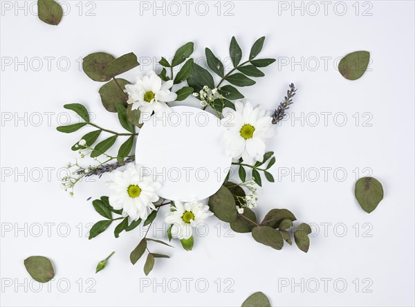 Circular white frame white daisy baby s breath flowers